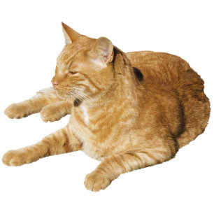 PHOTO SCULPTURE OF YOUR CAT OR DOG