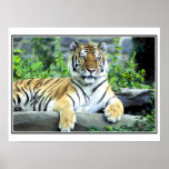 Siberian Tiger, Panthera tigris altaica, Asia, Poster | Zazzle