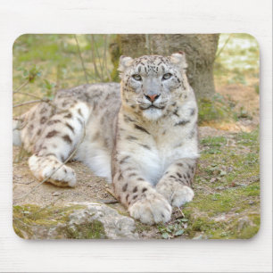 photo snow leopard cat animals. mouse pad