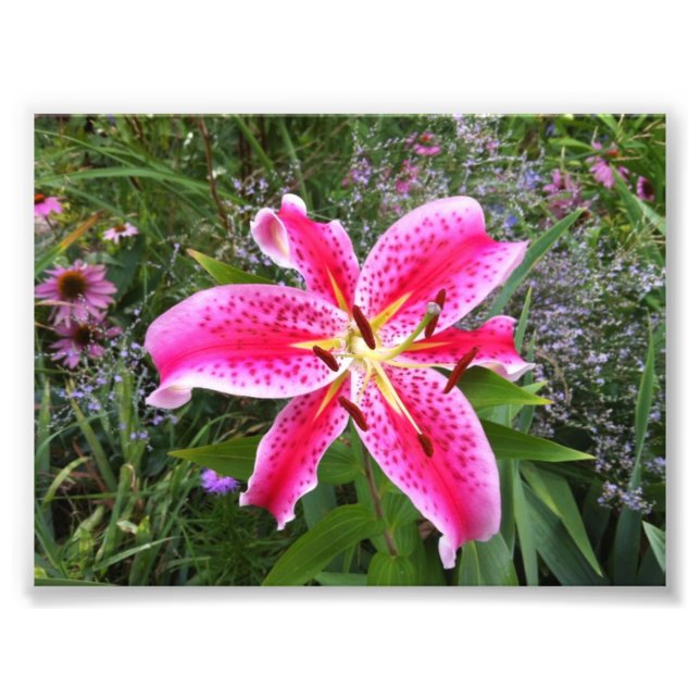 Photo - Stargazer Lily (Front)