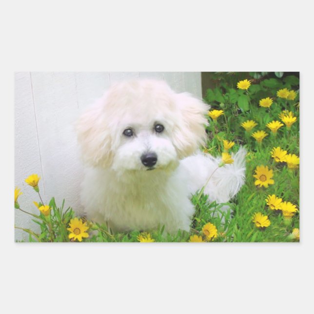 Photo Stickers (Front)