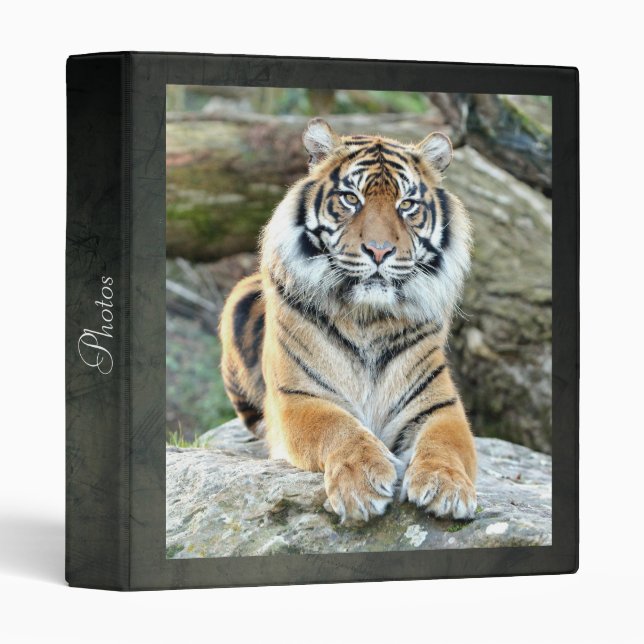 Photo tiger , animals 0046. 3 ring binder (Front/Spine)