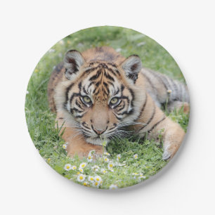 Photo tiger , animals 0276. paper plates