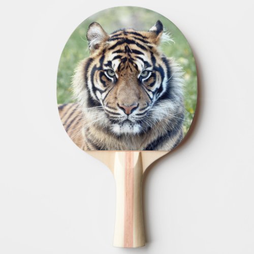 Photo tiger  animals 0291 ping pong paddle