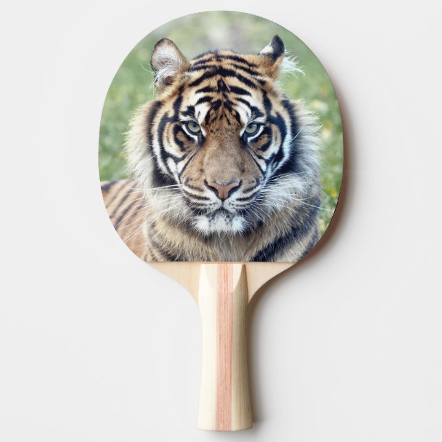 Photo tiger , animals 0291. ping pong paddle (Front)