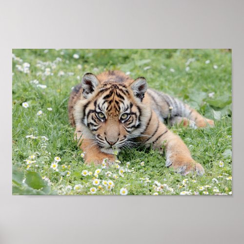 Photo tiger  animals 0300 poster