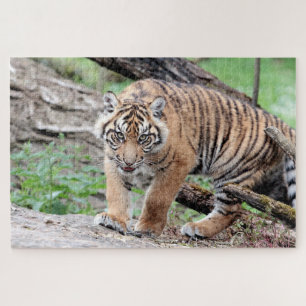 Photo tiger , animals 0310. jigsaw puzzle