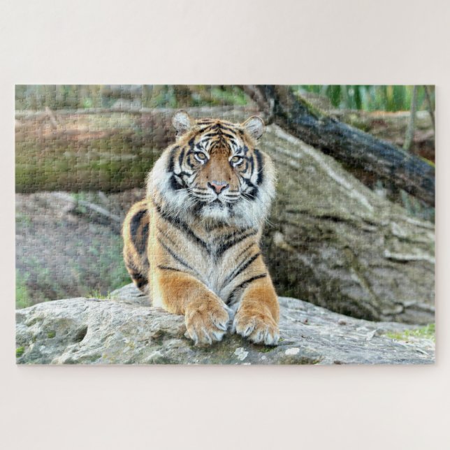 Photo tiger , animals 0313. jigsaw puzzle (Horizontal)