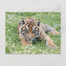 Photo tiger , animals . postcard