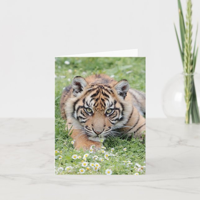 Photo tiger , pet , animals . card (Front)