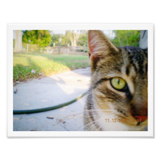 Photo Un-Named Tabby Cat "Wedding" Print