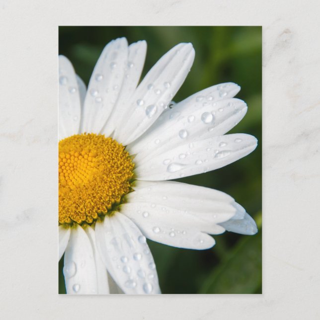 photo, une margueritte, font vert postcard (Front)