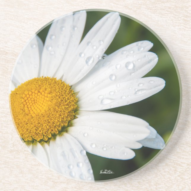 photo, une margueritte, font vert sandstone coaster (Front)