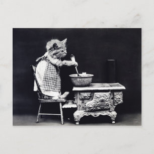 Photo vintage chaton cuisine postcard