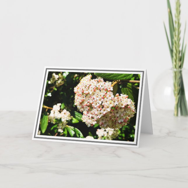 Photo White Viburnum Pink Buds and Green Foliage Card (Front)
