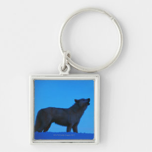 Photo, white wolf howling at night, Color, High Keychain