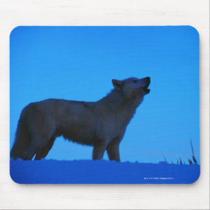 Photo, white wolf howling at night, Color, High Mouse Pad