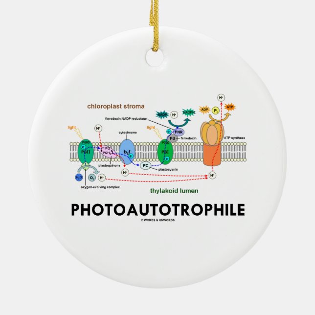 Photoautotrophile Photosynthesis Ceramic Ornament (Back)
