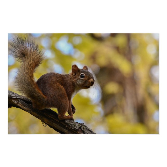 Photogenic Squirrel Poster Print (Front)