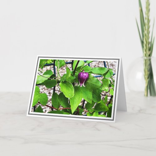 Photograph Close_up Purple Clematis Green Foliage Card