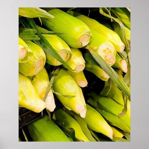 Photograph Corn on the Cob in the Husk   Poster