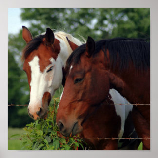Photograph Horse Posters