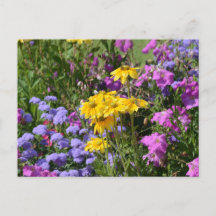 Photograph of a bunch of beautiful colored flowers