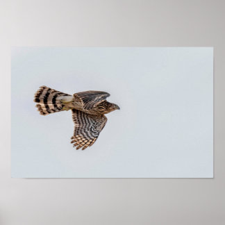 Photograph of a Flying Sharp-shinned Hawk  Poster