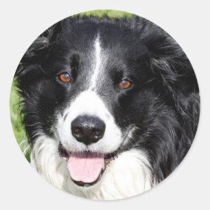Photograph of a happy dog classic round sticker