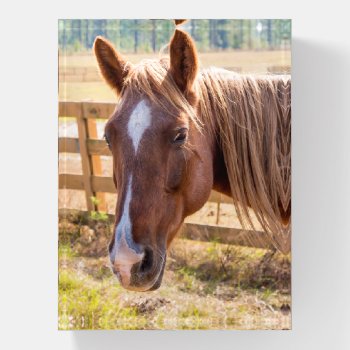Photograph Of A Horse In The Sunlight On A Farm Paperweight by ICandiPhoto at Zazzle