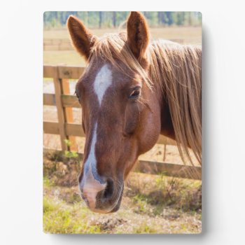 Photograph Of A Horse In The Sunlight On A Farm Plaque by ICandiPhoto at Zazzle
