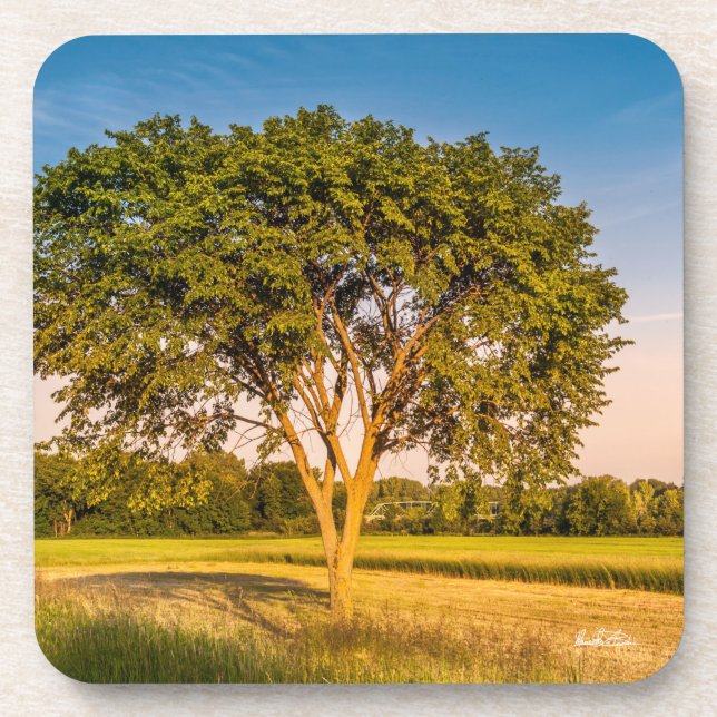 photograph of a tree in fields drink coaster (Front)