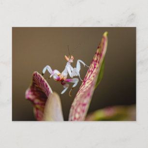 photograph of a young orchid mantis postcard