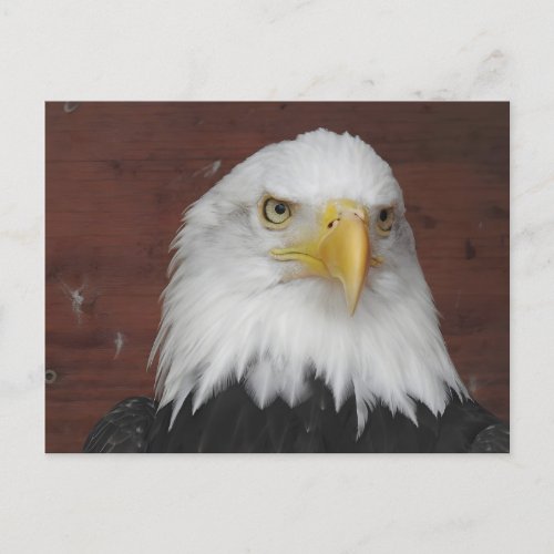 Photograph of an Eagle I Took in Dubuque Iowa Postcard