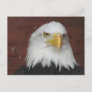 Photograph of an Eagle I Took in Dubuque, Iowa Postcard