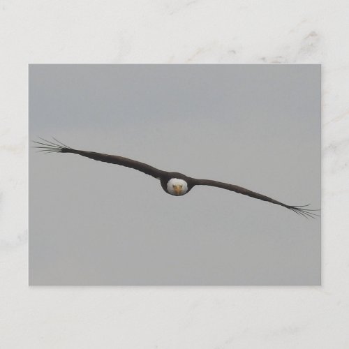 Photograph of an Eagle I Took in Dubuque Iowa Postcard