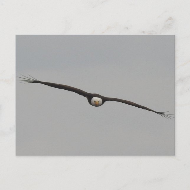 Photograph of an Eagle I Took in Dubuque, Iowa Postcard (Front)
