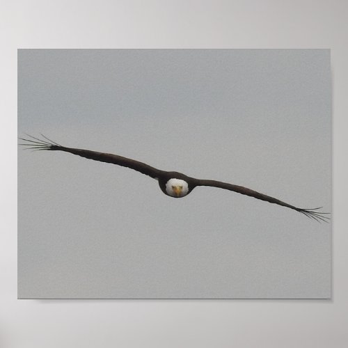 Photograph of an Eagle I Took in Dubuque Iowa Poster
