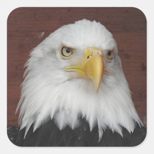 Photograph of an Eagle I Took in Dubuque Iowa Square Sticker