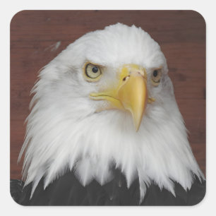 Photograph of an Eagle I Took in Dubuque, Iowa Square Sticker