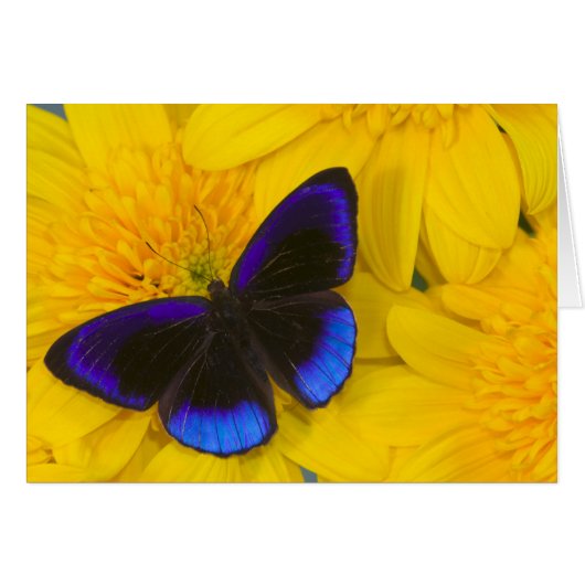 Photograph of Butterfly Cards (Front Horizontal)