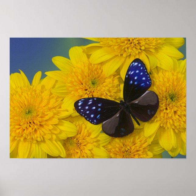 Photograph of Butterfly Poster (Front)