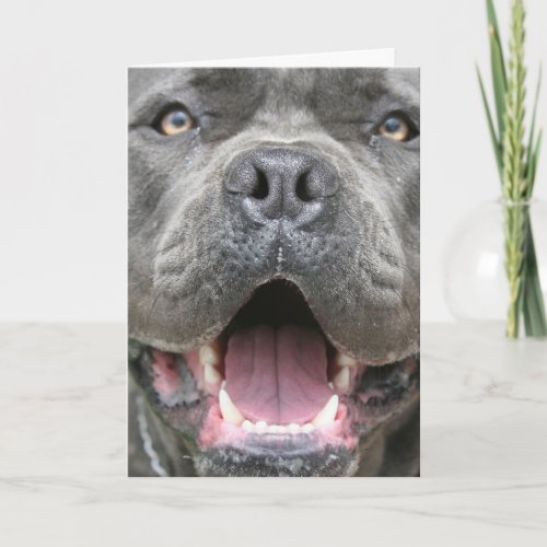 Photograph of Cane Corso Greeting Card