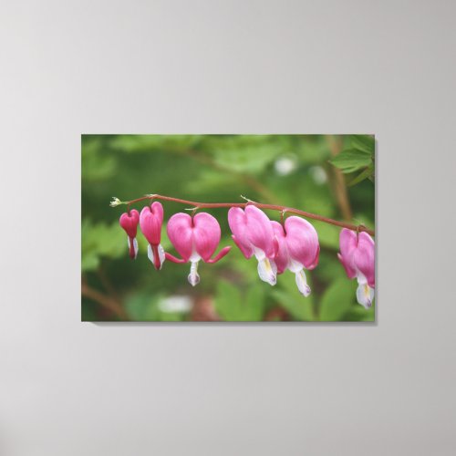 Photograph of Romantic Bleeding Hearts Flowers Canvas Print