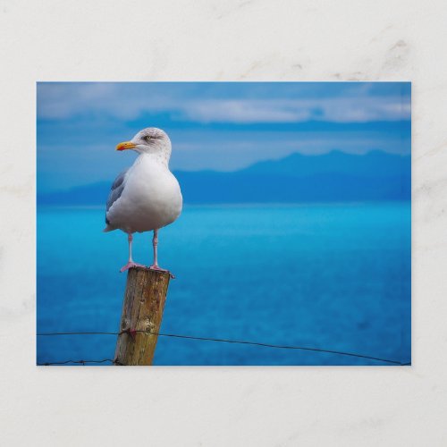 Photograph of seagull bird standing postcard