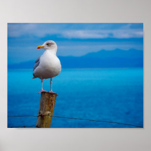 Photograph of seagull bird standing poster