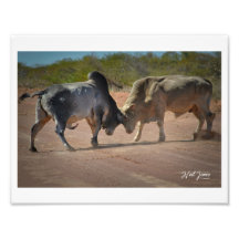 Photograph of Two Bulls Fighting Poster