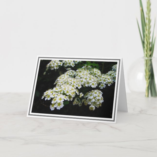 Photograph of White Spirea Bush and Green Foliage Card (Front)