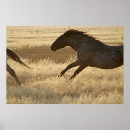 PHOTOGRAPH OF WILD HORSE POSTER
