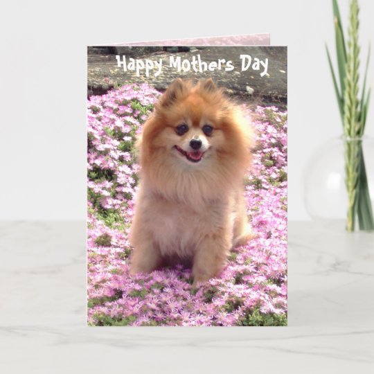 pomeranian pink